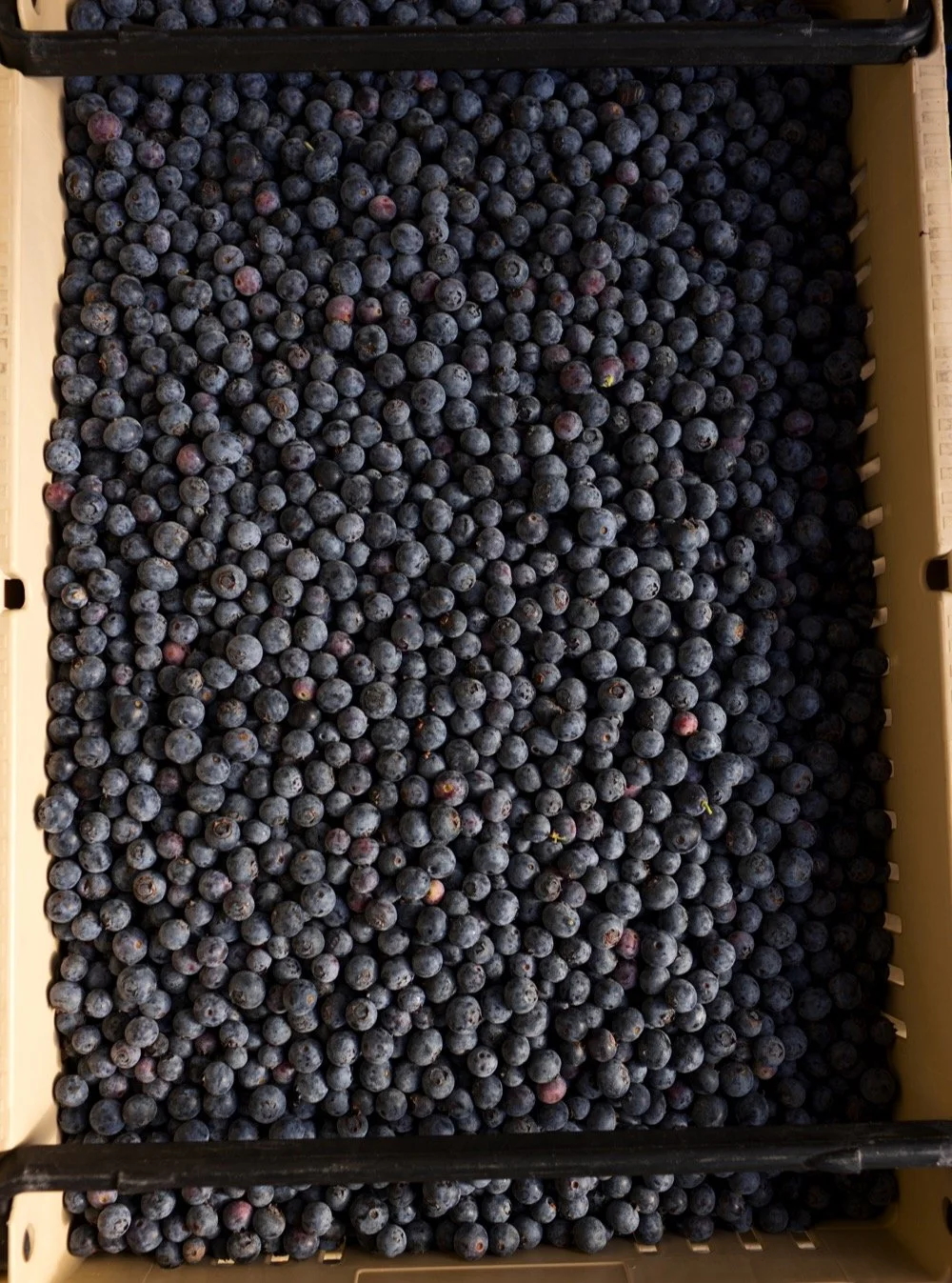 Guess the number of blueberries in this box without going over. 💙💙💙

Winner gets a high five! Jk we don&rsquo;t have any idea how many are in here&mdash;you&rsquo;re all winners to us. But if you ask @aim.ceo.andy he&rsquo;ll probably give you a h