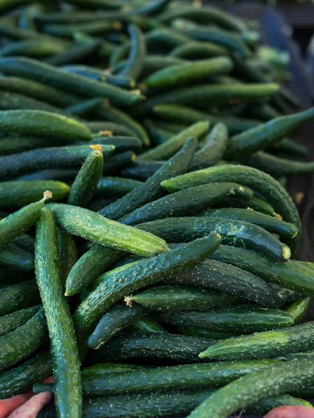 Seasonal fruit of the month: cucumbers! Sweet and snappy, these beauties are just as at home in a fruit salad as they are tangled up with your noodles or cozied up inside of a pita. The market is ripe with so many varieties right now--try a few diffe