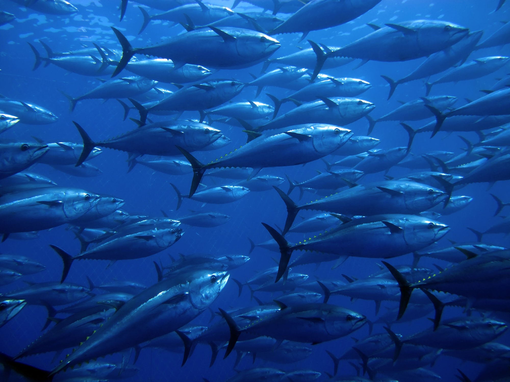 Bigeye tuna fishing capture the imagination - Anglers Journal - A Fishing  Life