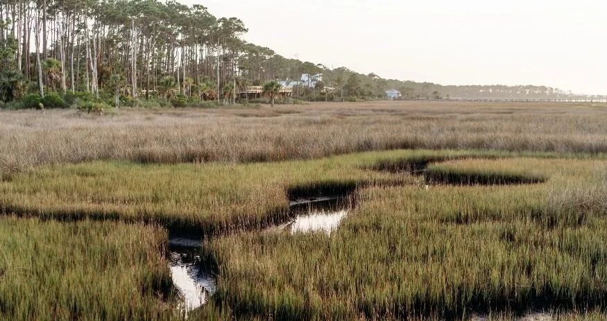 south carolina marsh landscape