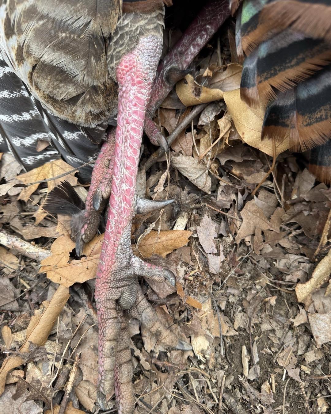 ne-turkey-25_spur.jpg