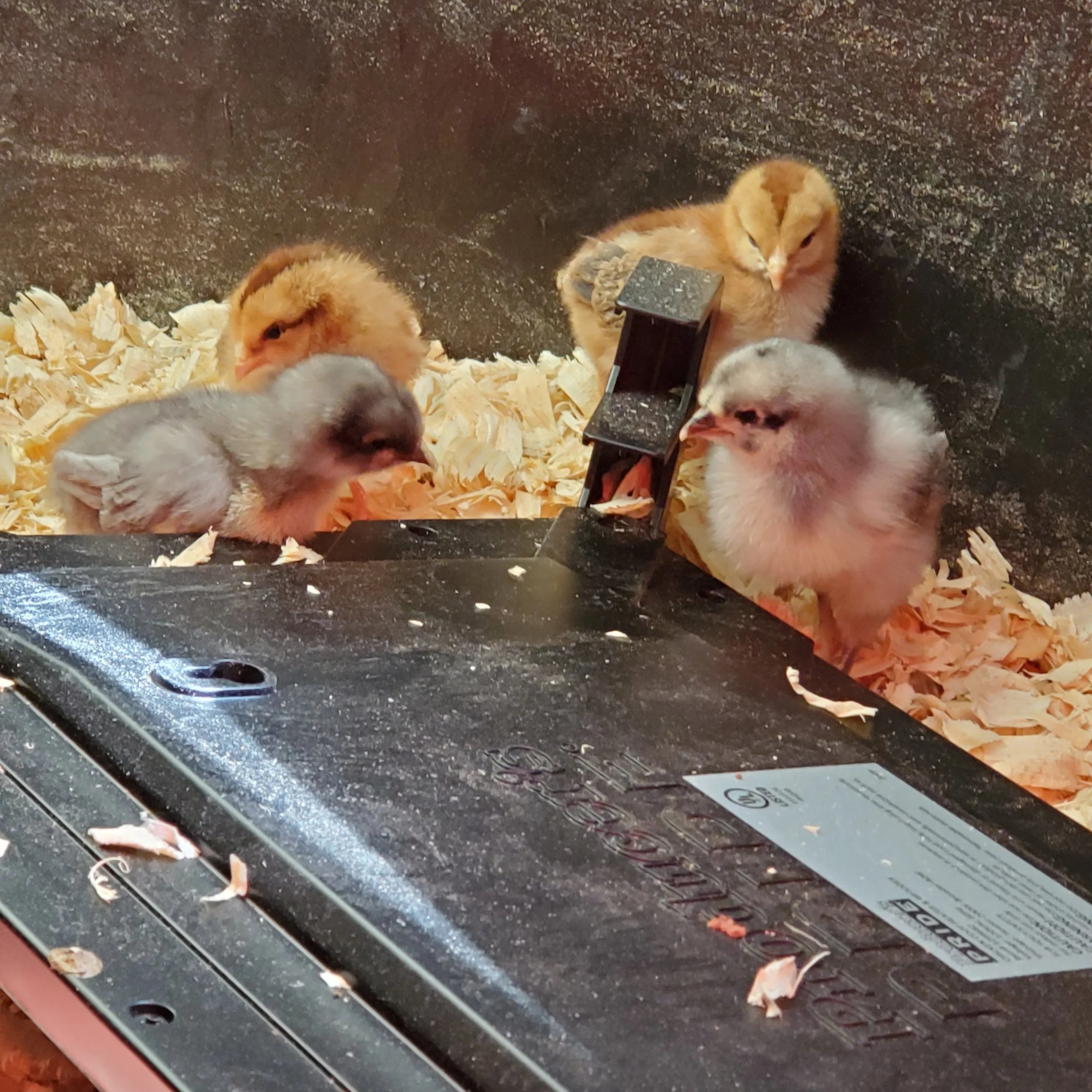 Chicks!