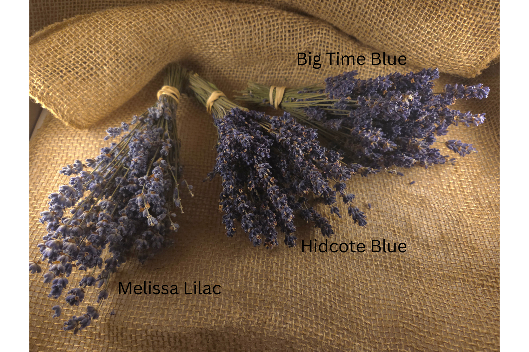 Angustifolia Field Bundle