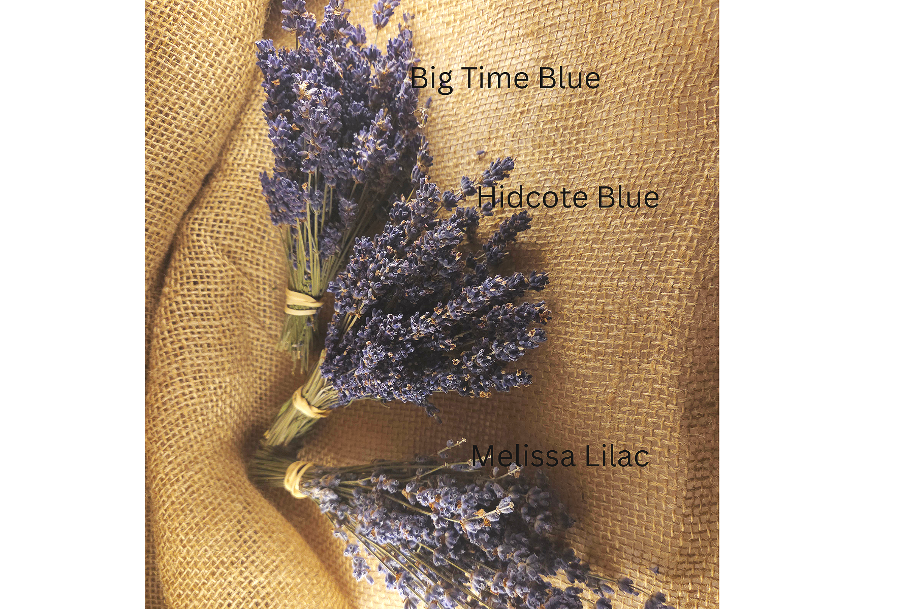 Angustifolia+%281%29.png