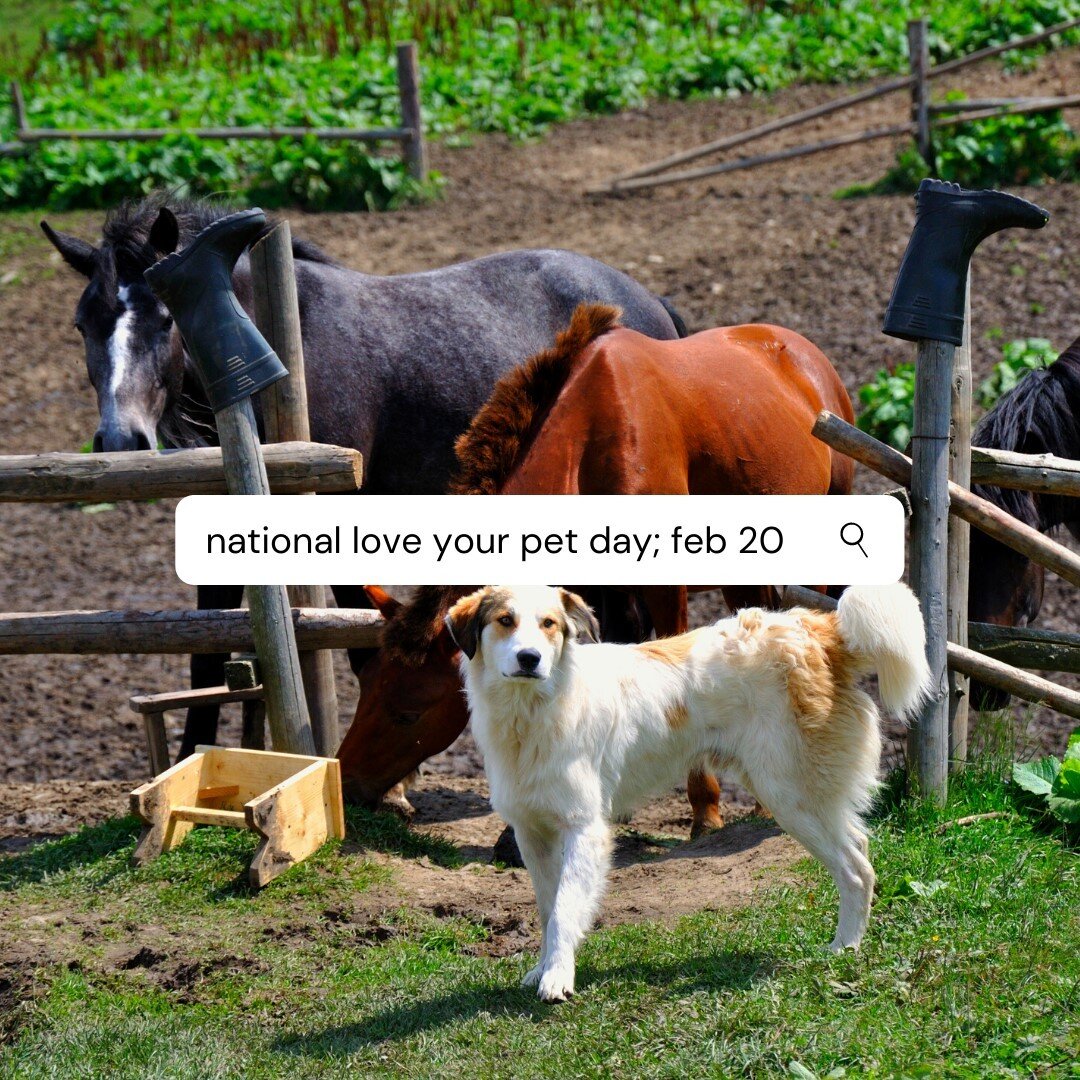 Today is National Love Your Pet Day! And if there's something we know how to do, it's to love ALL the pets - four-legged or two, mammals or birds, reptiles or amphibians...we love them all (maybe some more than others!). Go out and give your furbabie