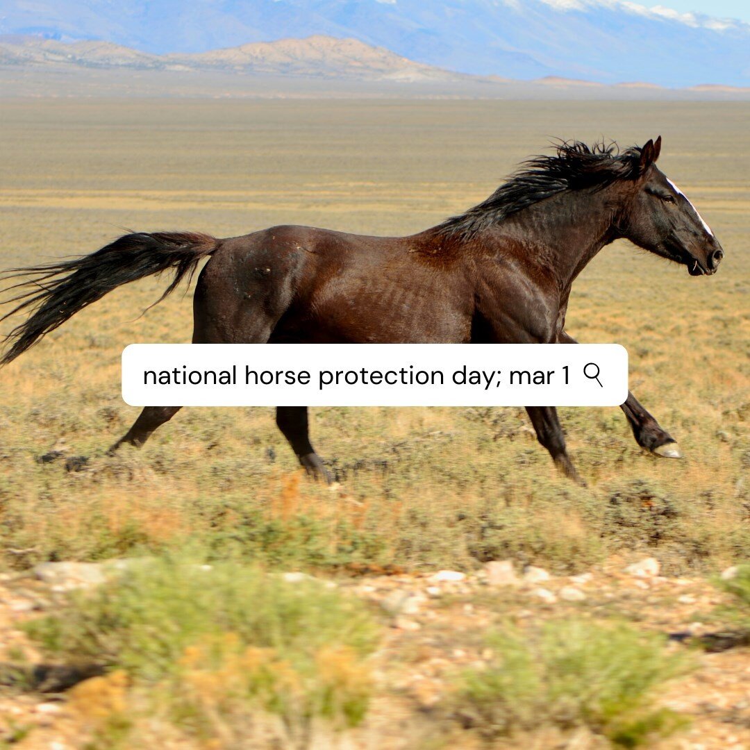 Today, March 1st, is National Horse Protection Day. From #nationaldaycalendar: National Horse Protection Day on March 1st highlights the plight of horses in America and beyond. The day aims to help thousands of unwanted horses in this country to find