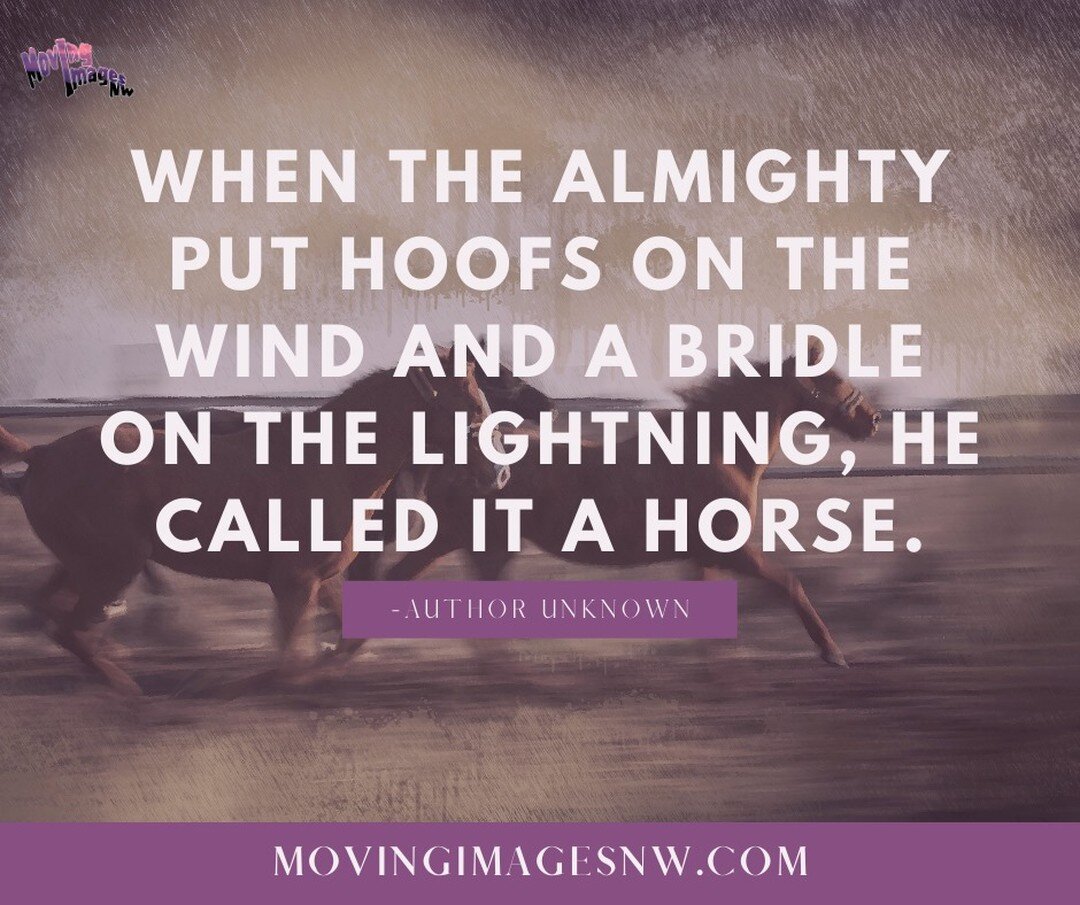 &quot;When the almighty put hoofs on the wind and a bridle on the lighting, he called it a horse.&quot; -Author Unknown

#horsequotes #horsequote #horses #horse #movingimagesnw #minw