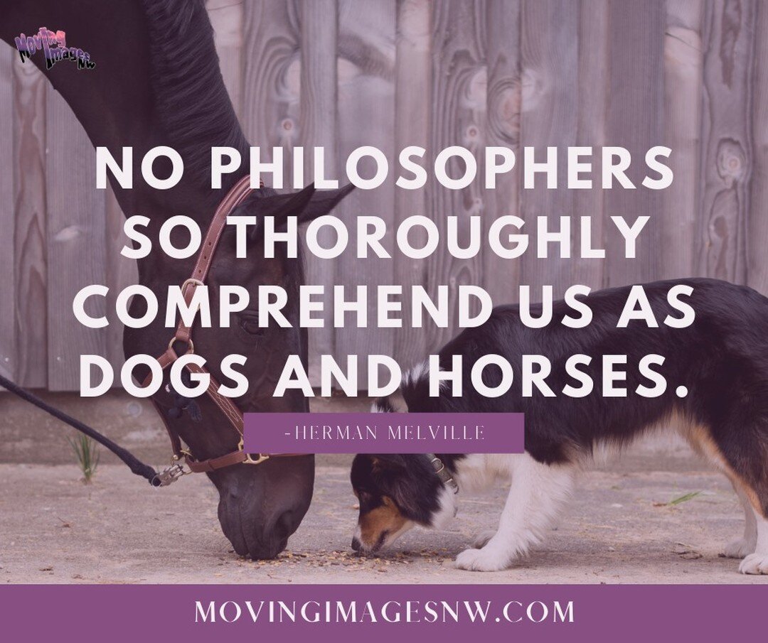 Animals are such great listeners - and they give great advice!

&quot;No philosophers so thoroughly comprehend us as dogs and horses.&quot; - Herman Melville

#horsequotes #horsequote #horses #horse #movingimagesnw #minw