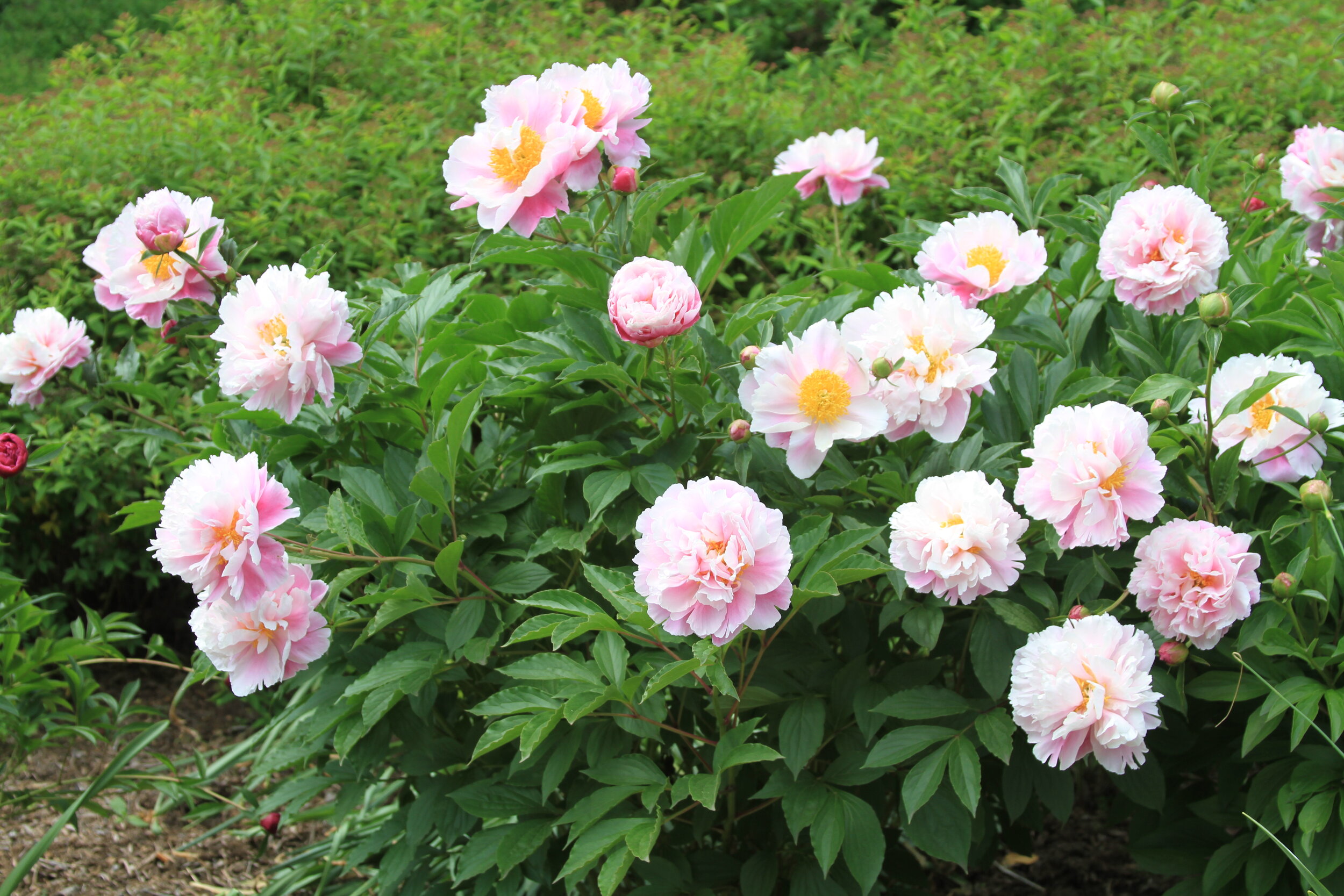 Image of Herbaceous peonies