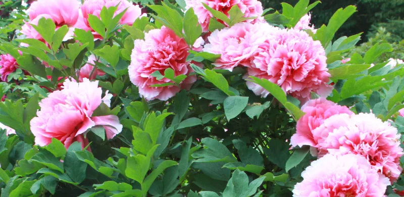 Projected Suffruticosa Tree Peony Bloom