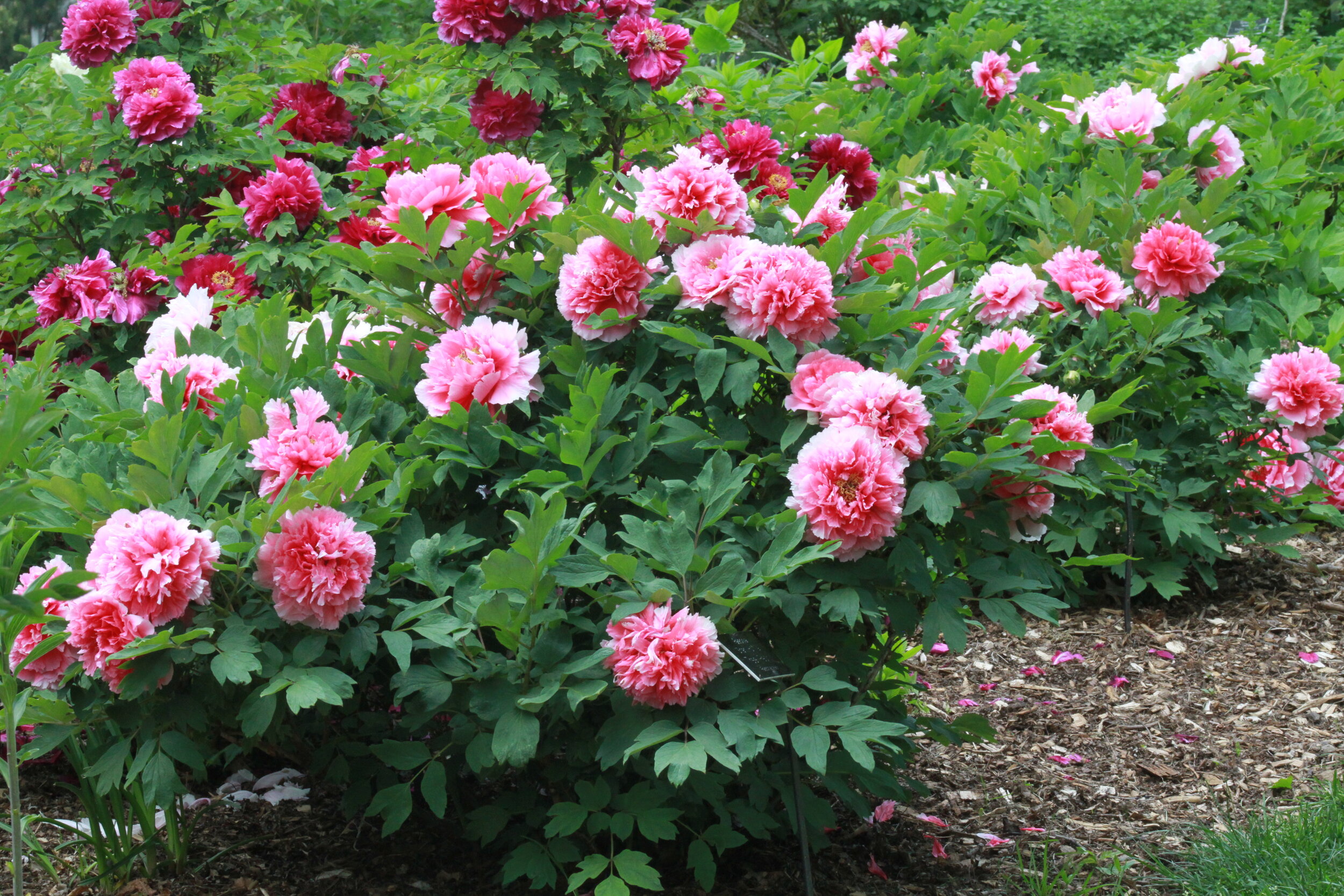 Image of Peony plant thriving after transplanting