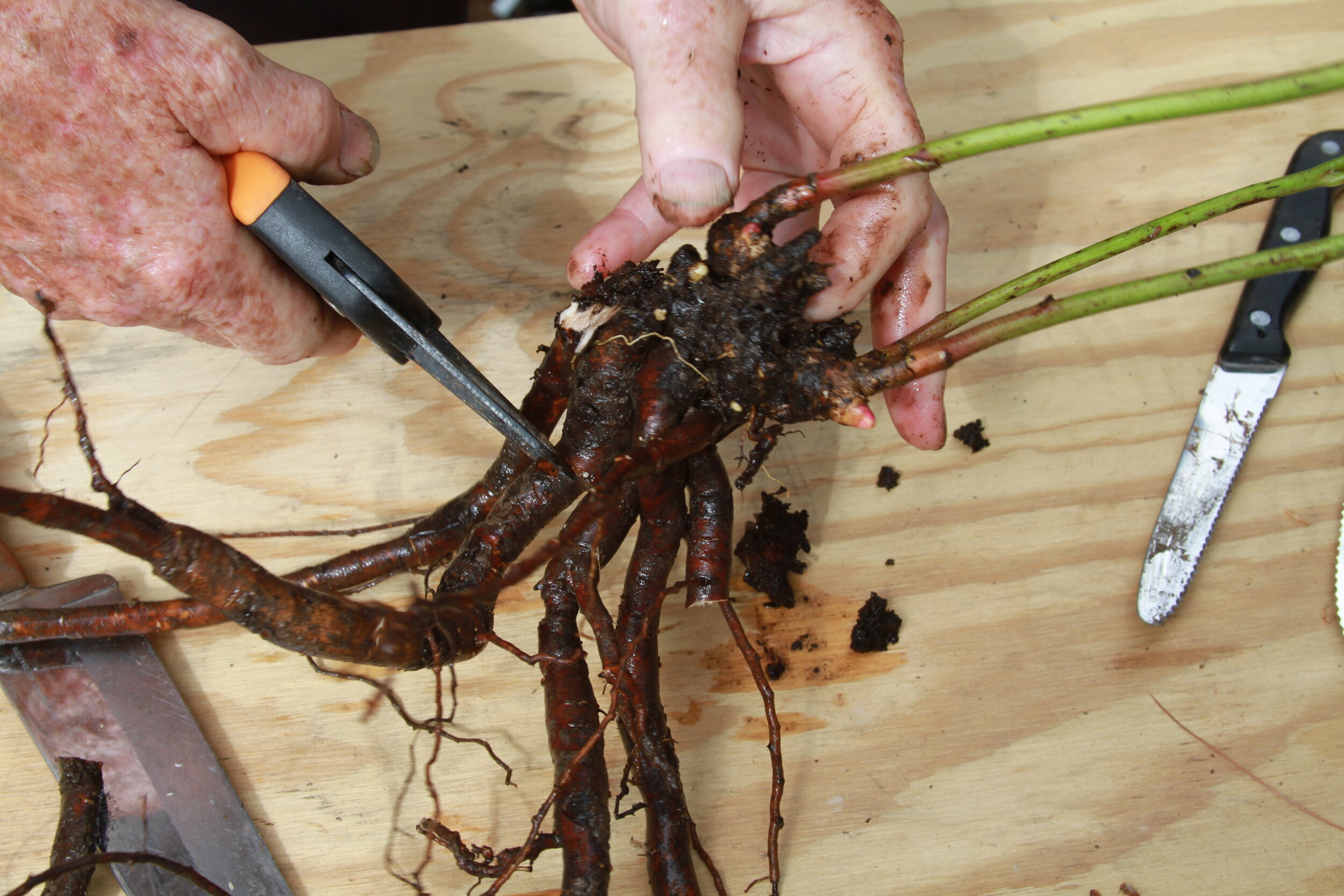 Selecting Herbaceous Nurse Roots