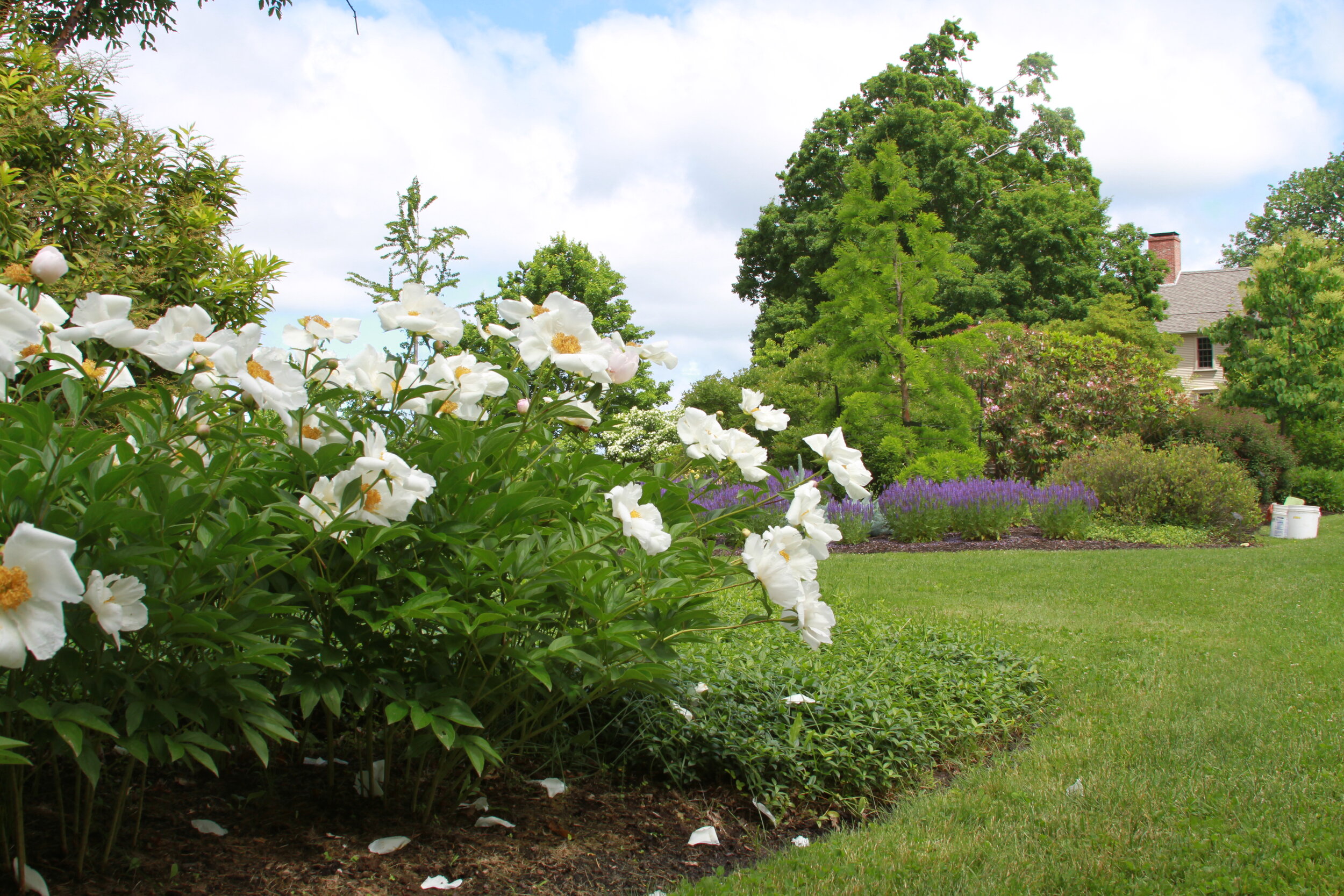 Dammann's Garden Company – How to Care for Peonies for Longer