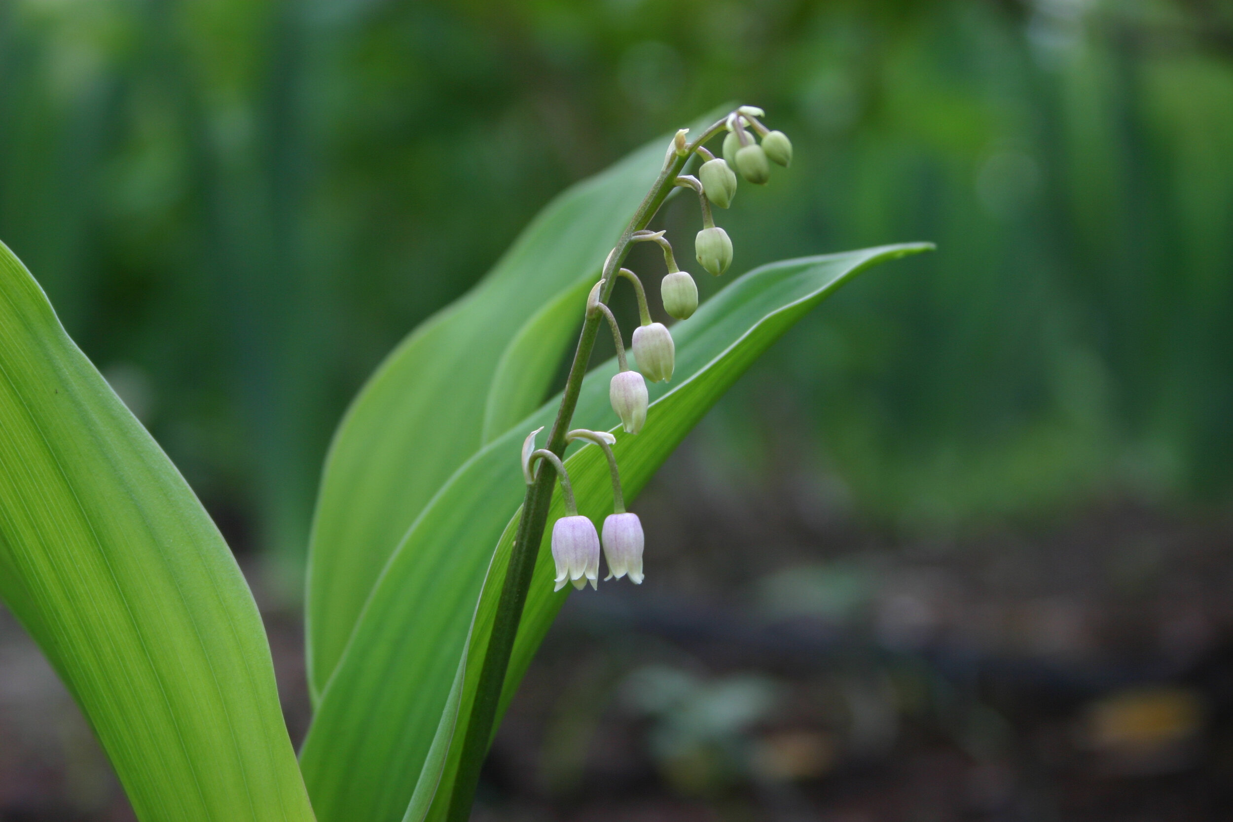 Lily of the Valley