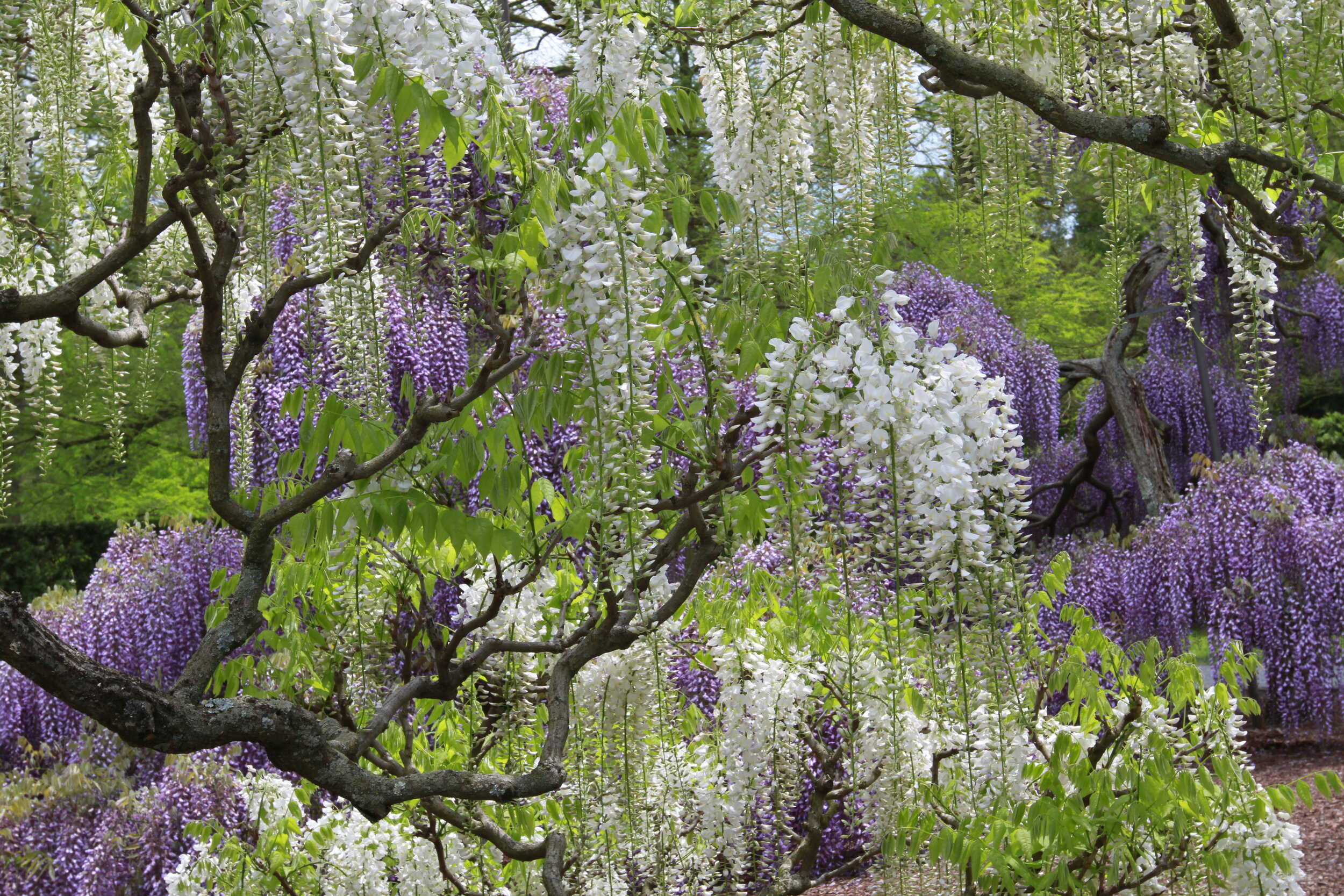 Wysteria