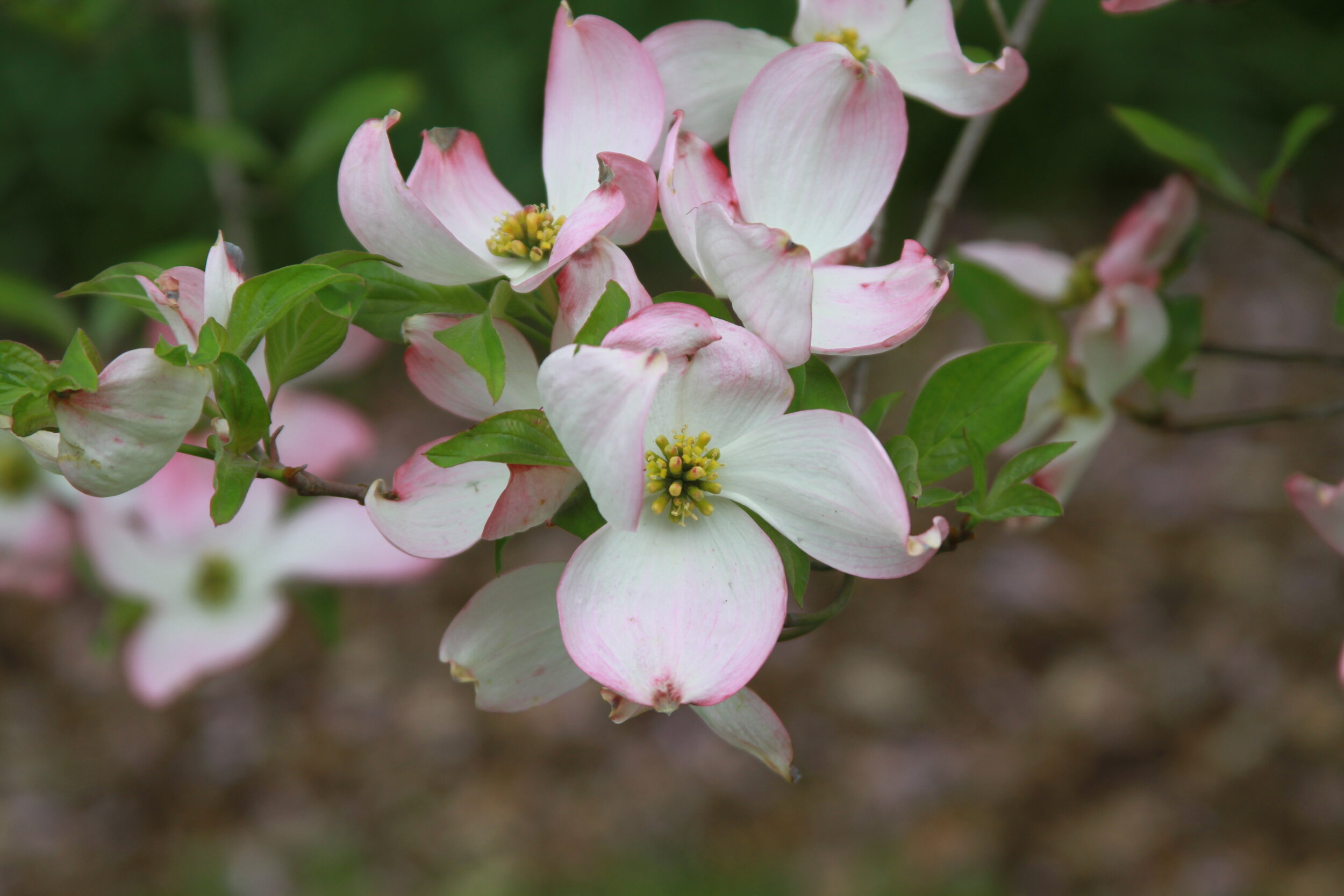 Dogwood