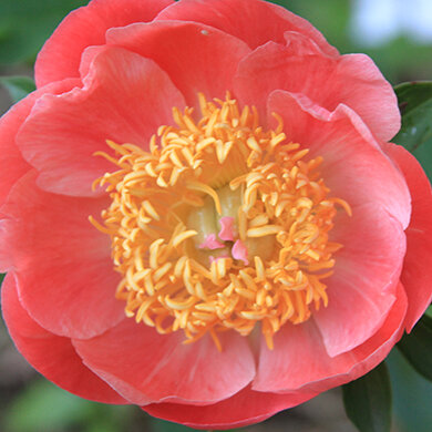 Herbaceous Cultivar Bloom Library — Peony's Envy
