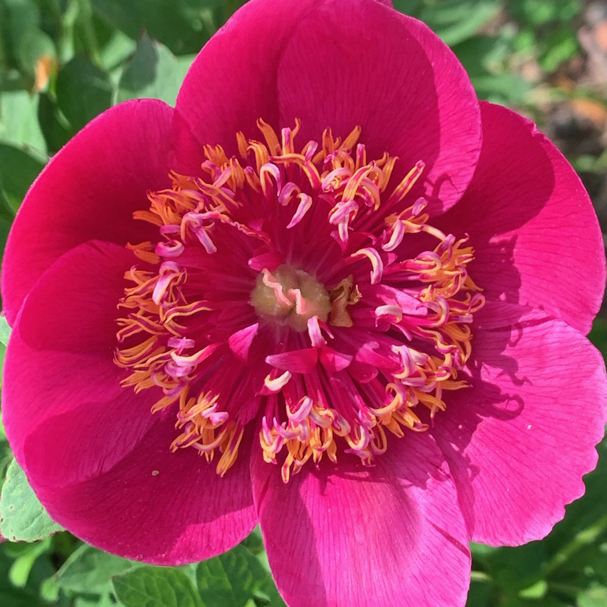 Paeonia officinalis var. anemoniflora