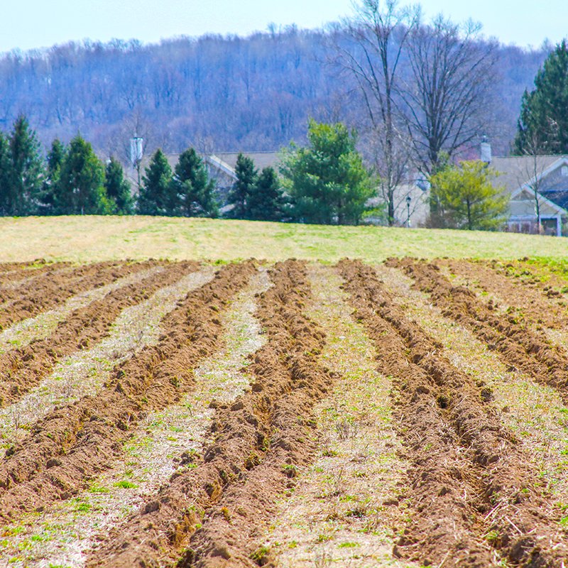 How to Plant