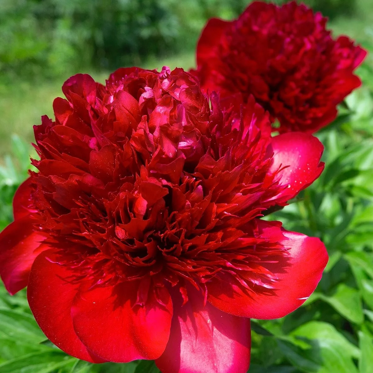 About Peony's Envy — Peony's Envy