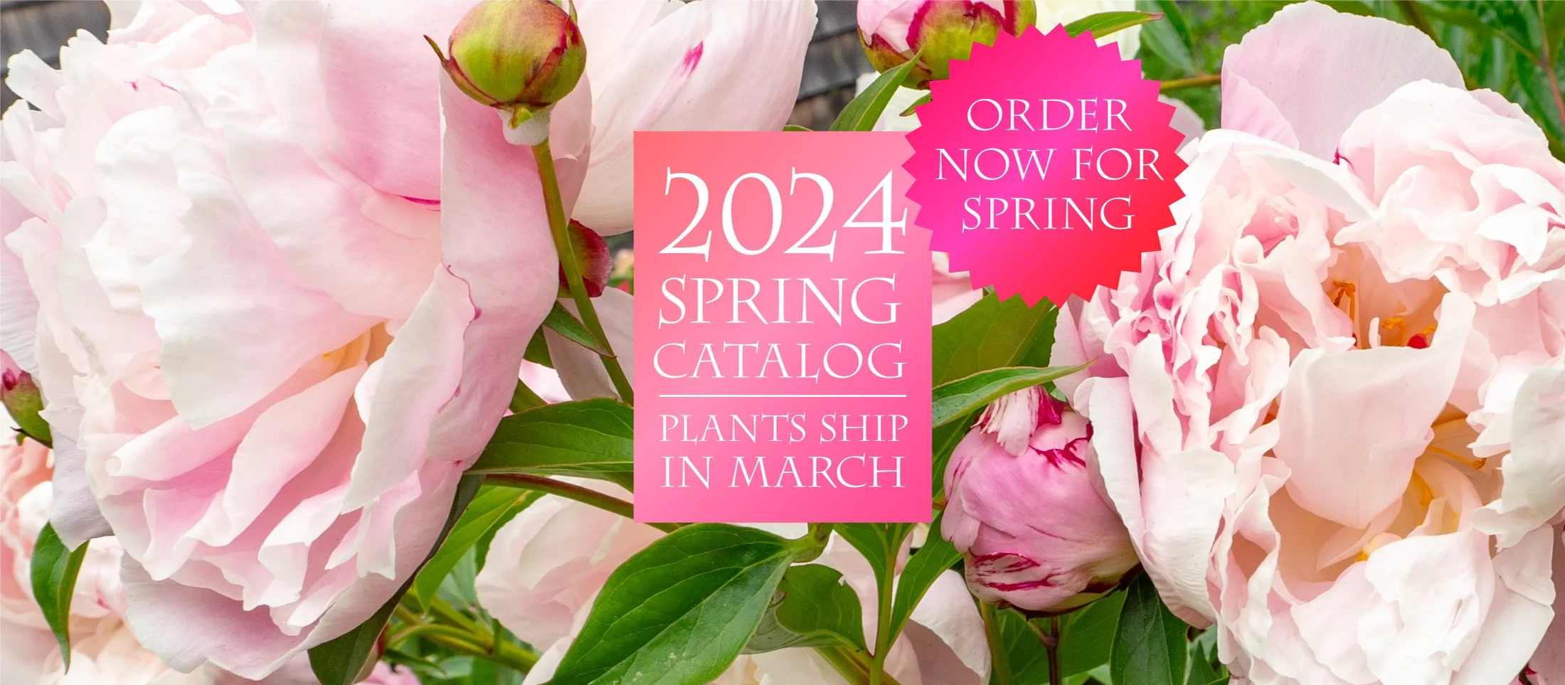 Peony's Envy Herbaceous, Intersectional, Tree & Woodland Peony