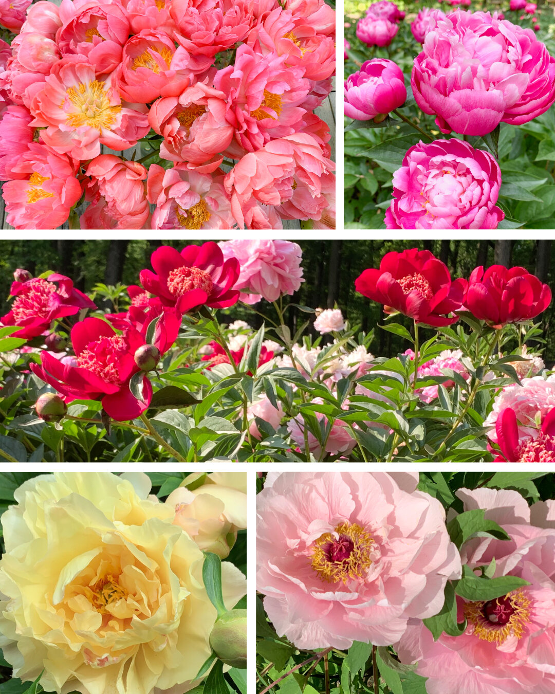 As we look back at 2023, we wanted to send a heartfelt thank you for your support this past year. We couldn't have made it without you. Your enthusiasm for peonies warms our hearts. It was great to see so many of your faces again at our Display Garde