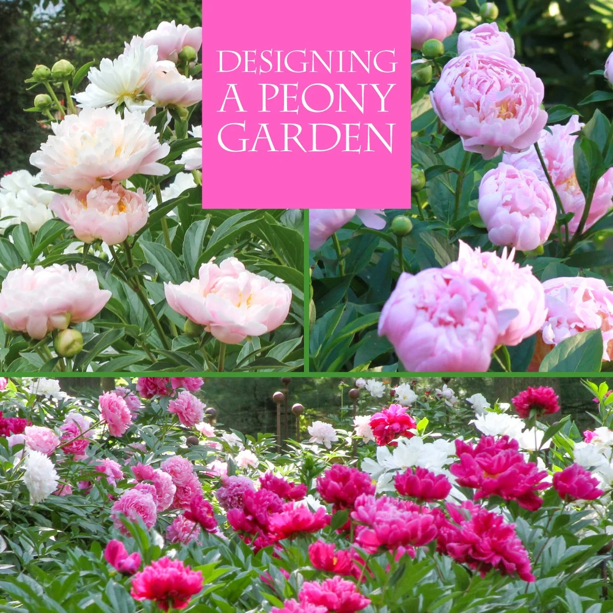 Our Events — Peony's Envy