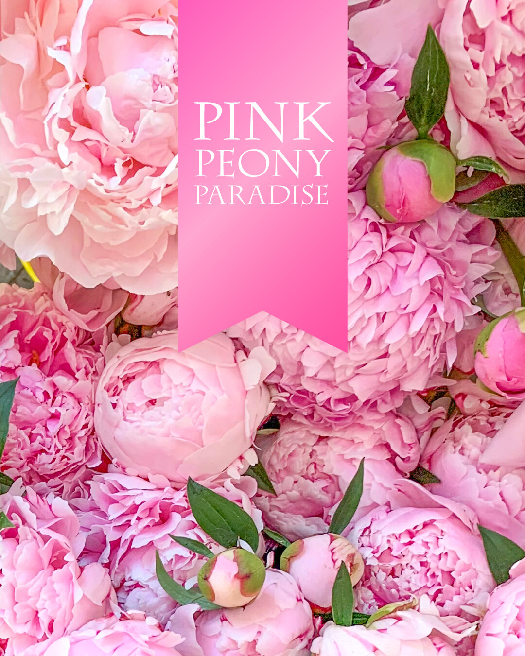 Create your own paradise with pink peonies! Shop our entire Spring Catalog at peonysenvy.com. Now is the time to order!