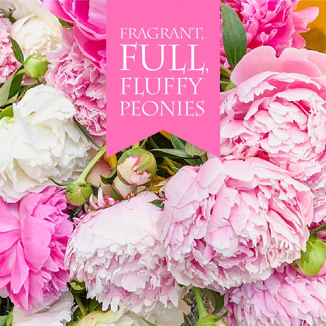 There is nothing like the comfort and luxury felt when enveloping your senses in fragrant, full, fluffy peonies. Do yourself a favor and order a few to add to your garden so that you can experience the fragrance and beauty every spring for decades to