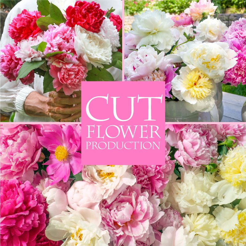 Online CLASS: Cut Flower Production April 23 or May 14