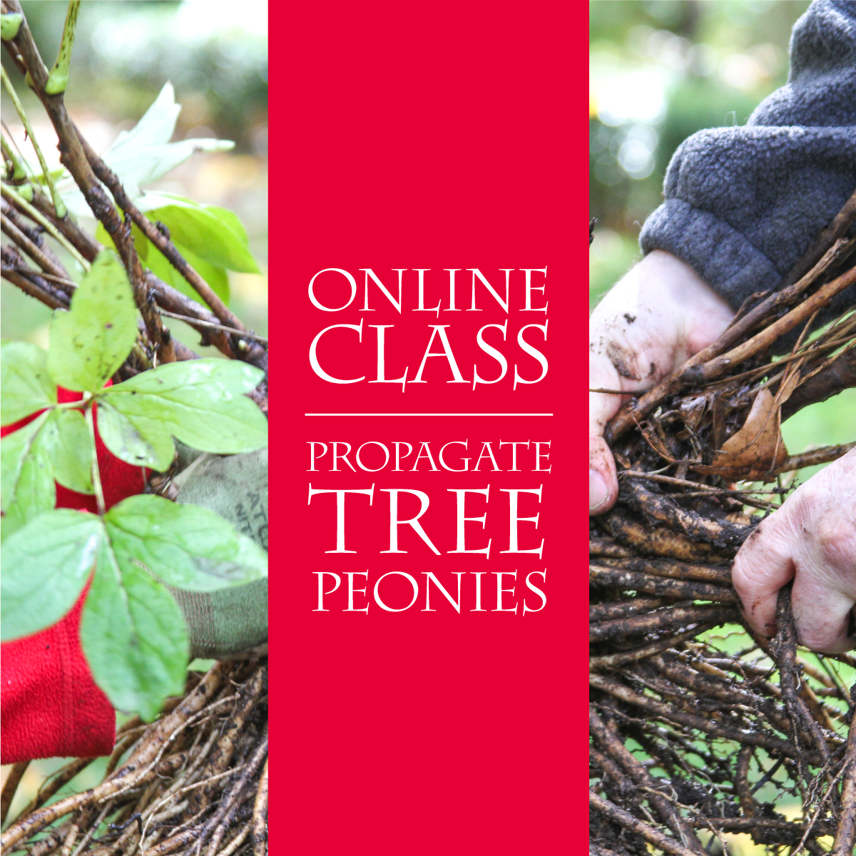 Online Class: Tree Peony Propagation 9/29/26