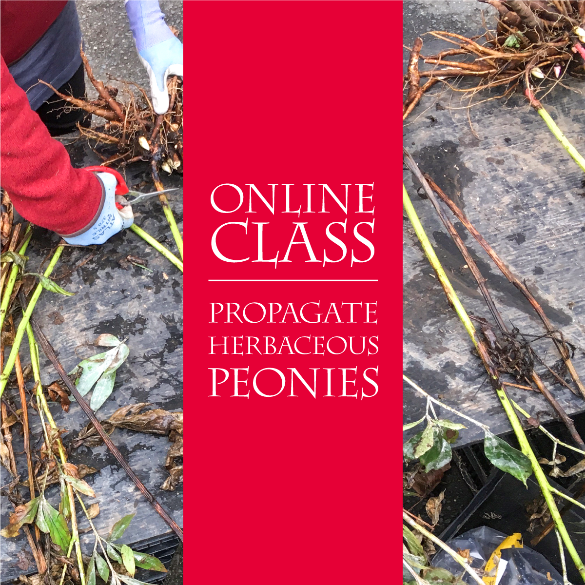 Online Class: Herbaceous Peony Propagation 9/28/26