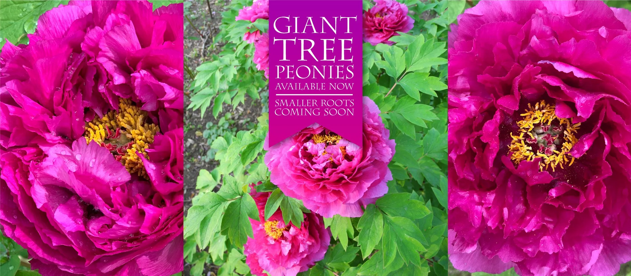 Peony's Envy Herbaceous, Intersectional, Tree & Woodland Peony