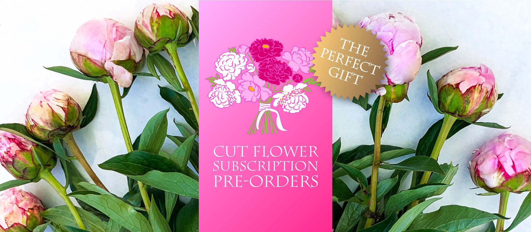 Peony's Envy Herbaceous, Intersectional, Tree & Woodland Peony