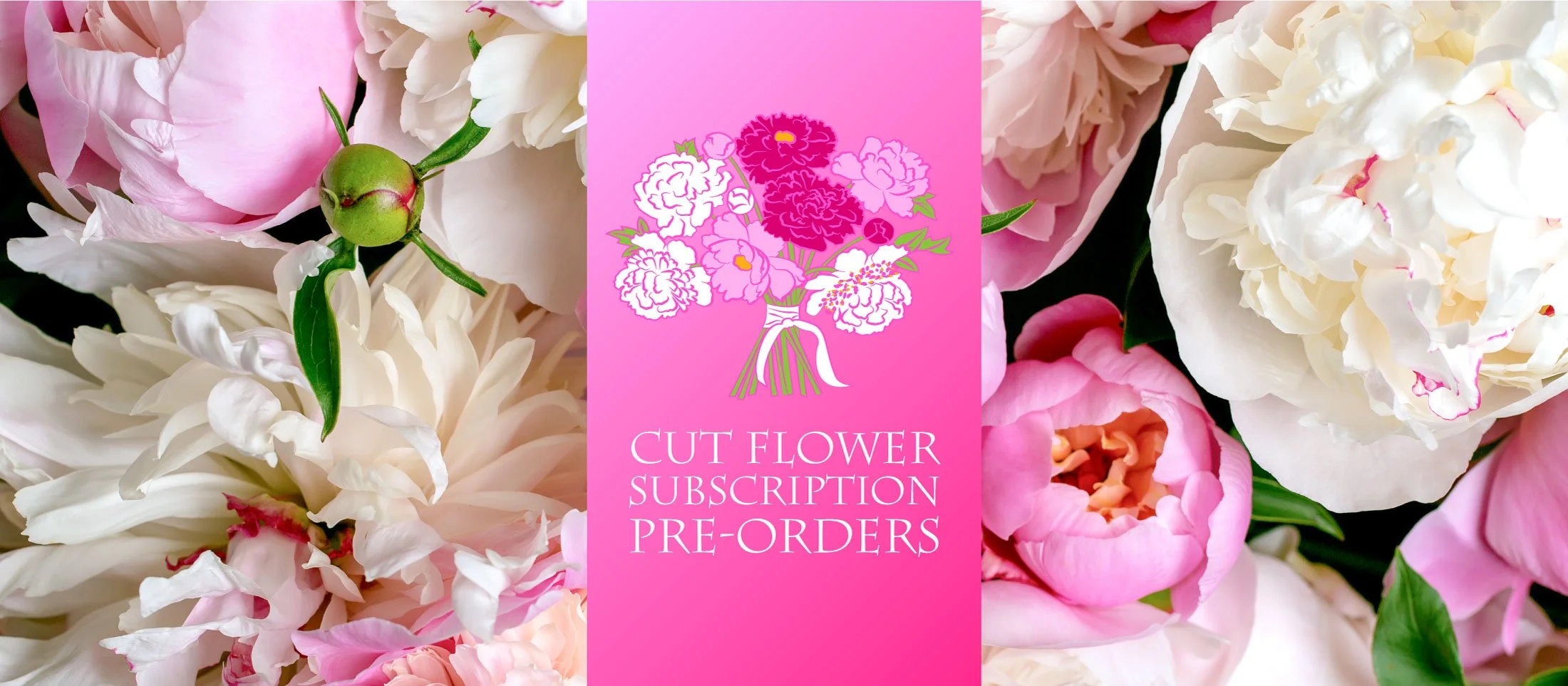 Peony's Envy Herbaceous, Intersectional, Tree & Woodland Peony