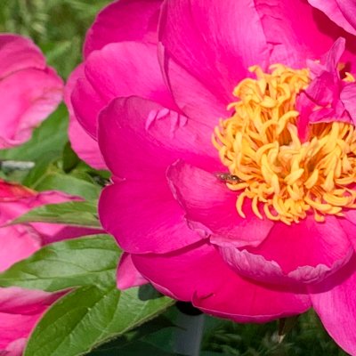 Herbaceous