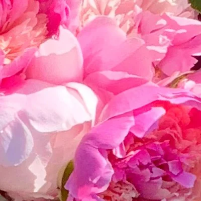 Peony Packs