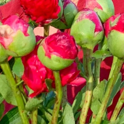 Cut Flowers