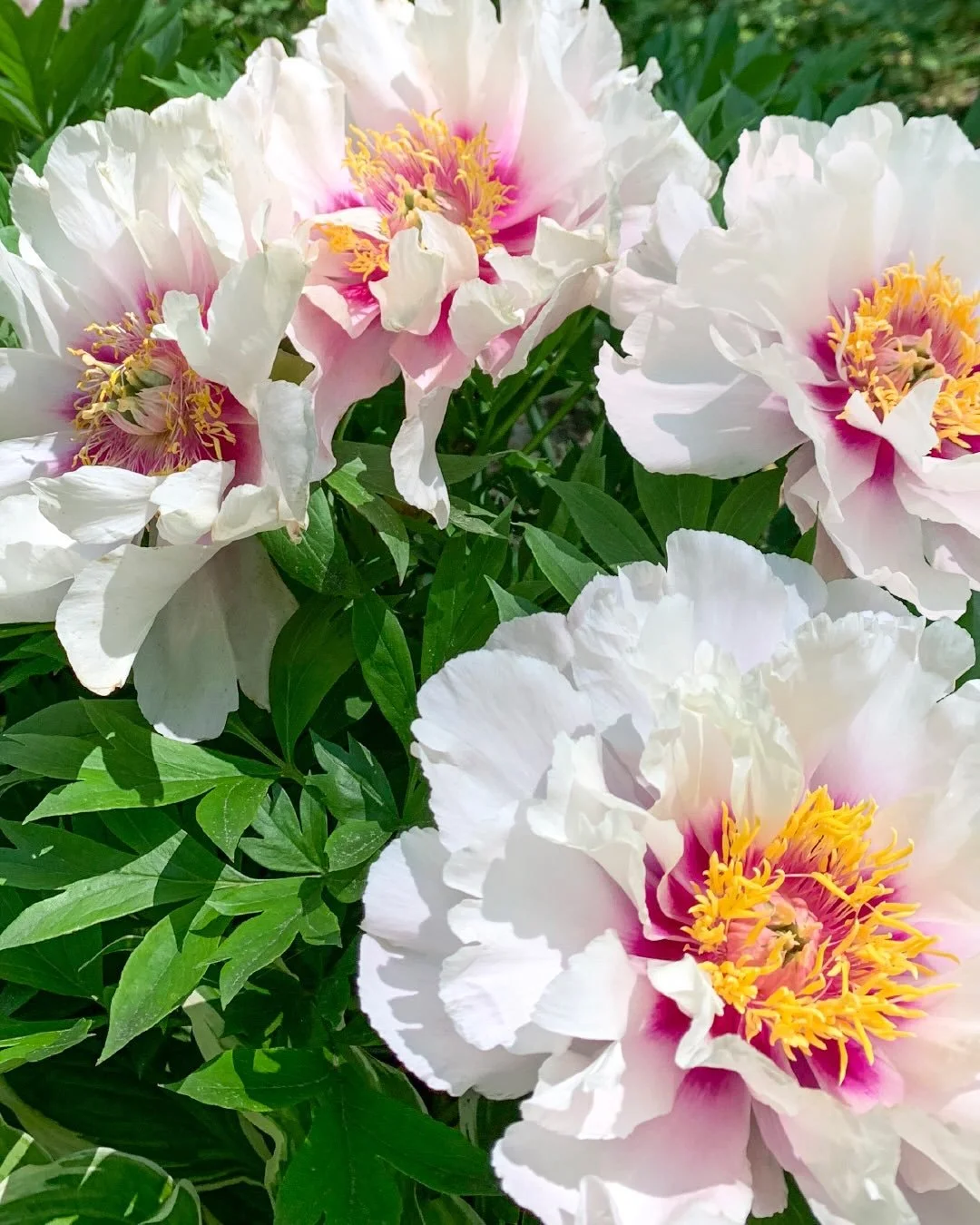 Intersectional peonies make the perfect front-of-the-garden addition to any landscape. We recommend them highly and can&rsquo;t get enough of them. With flowers the size of dinner plates, intersectional peonies bloom in flushes for as long as a month