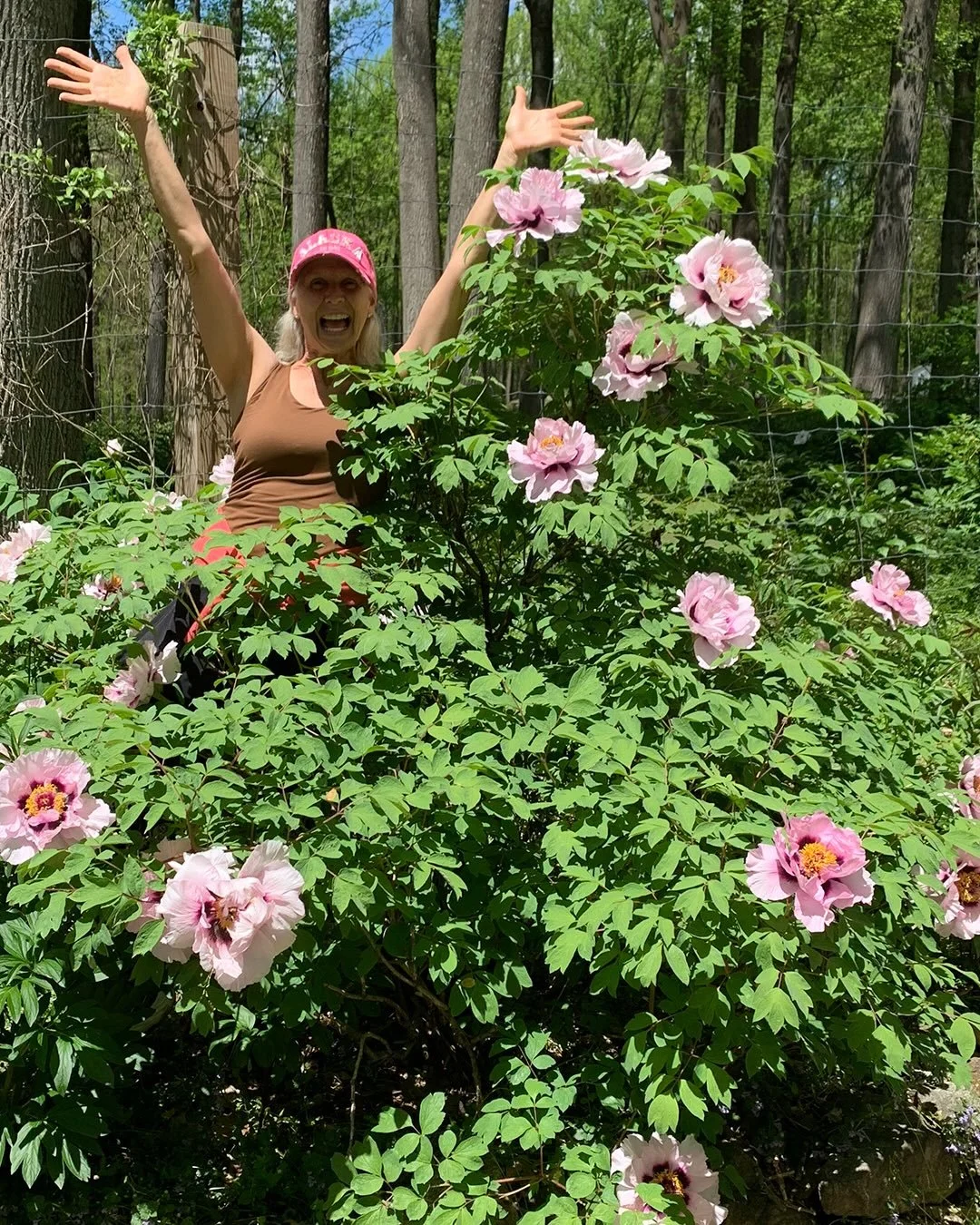 Tree Peonies! Don&rsquo;t miss these majestic woody shrubs &ndash; show-stopping accent plants for your garden. The blooms can be as large as dinner plates. Tree Peonies bloom early in the spring before Herbaceous Peonies. They want a half to a full 