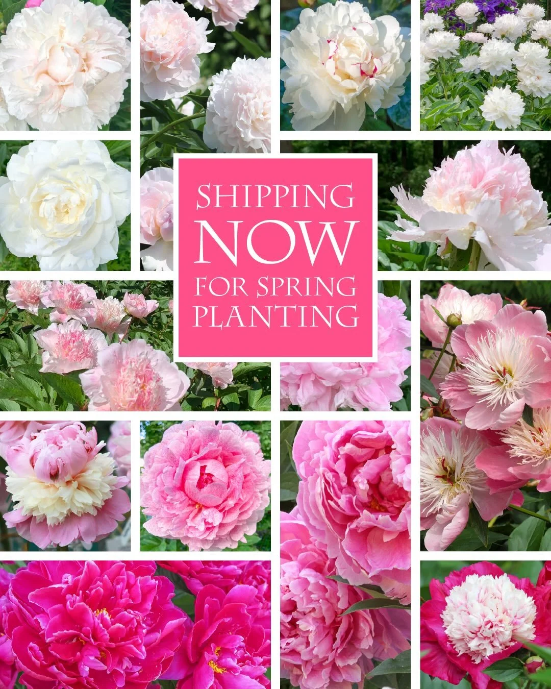 Shipping for the 2026 Spring Peony Planting Season has begun. All standing orders will ship over the next two weeks. Currently we are shipping to the warmer horticultural zones 9-6, with colder zones 3-5 going next. We expect to have all standing ord