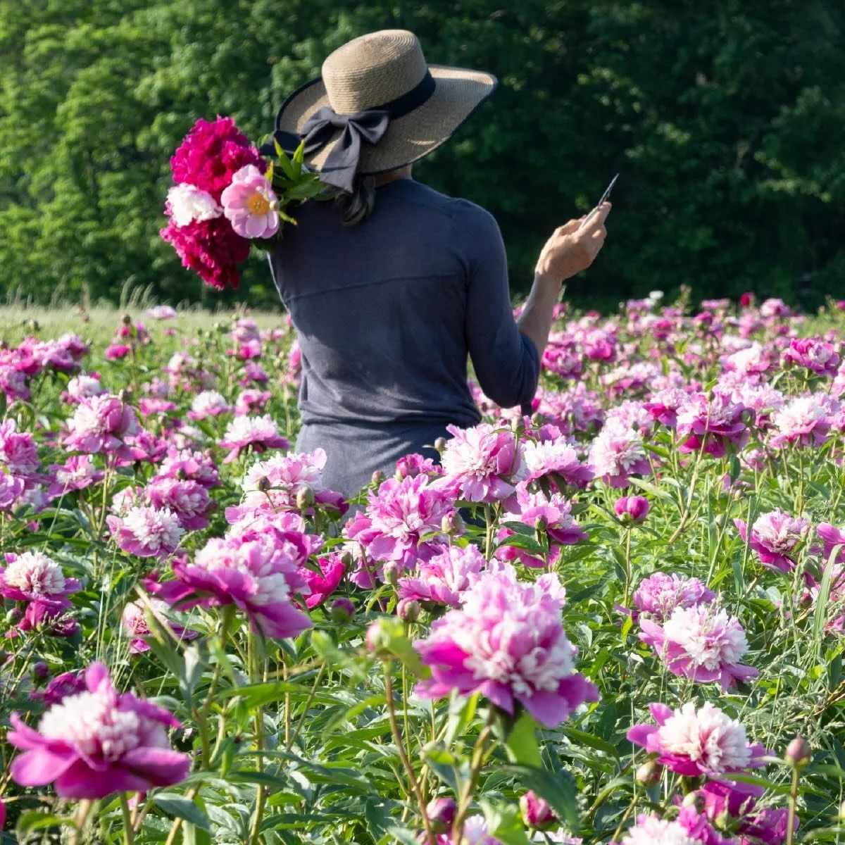 We have just added a few really fun herbaceous peony cultivars to our spring catalog - Celebrity, Raspberry Sundae, Purple Phoenix Feather, and Highlight. 

All orders are shipping now in the order they are received. We will continue to take and ship