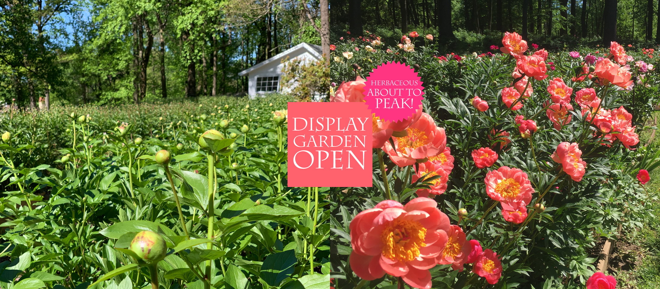 index_5_20_25_garden_h10.png