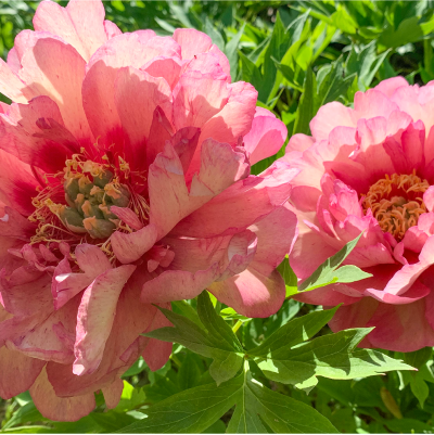 Shop Peony Plants for Sale - Paeonia - Peony's Envy  Peony's Envy