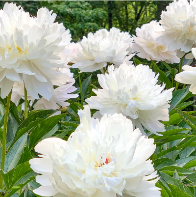 Peony Packs