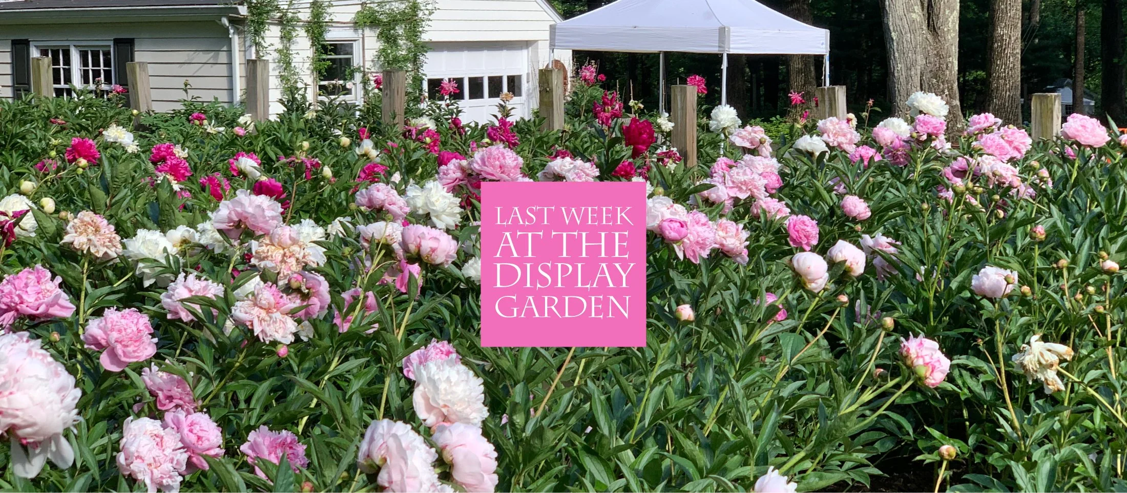 index_5_20_25_garden_h3.png