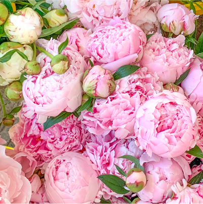 Cut Flowers