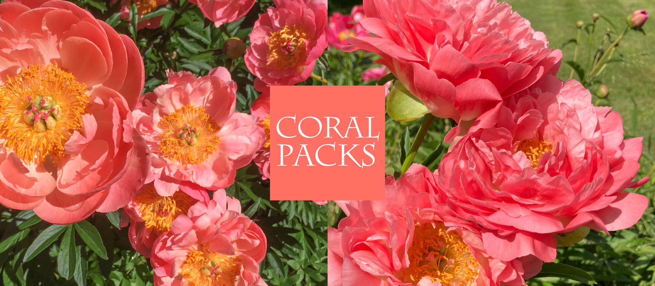index_8_18_24_coral_h1.png
