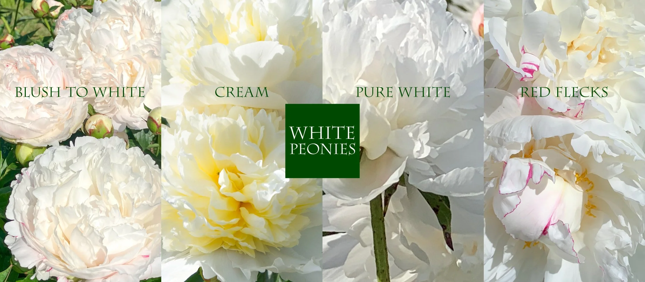 index_7_2_25_white_h1.jpg