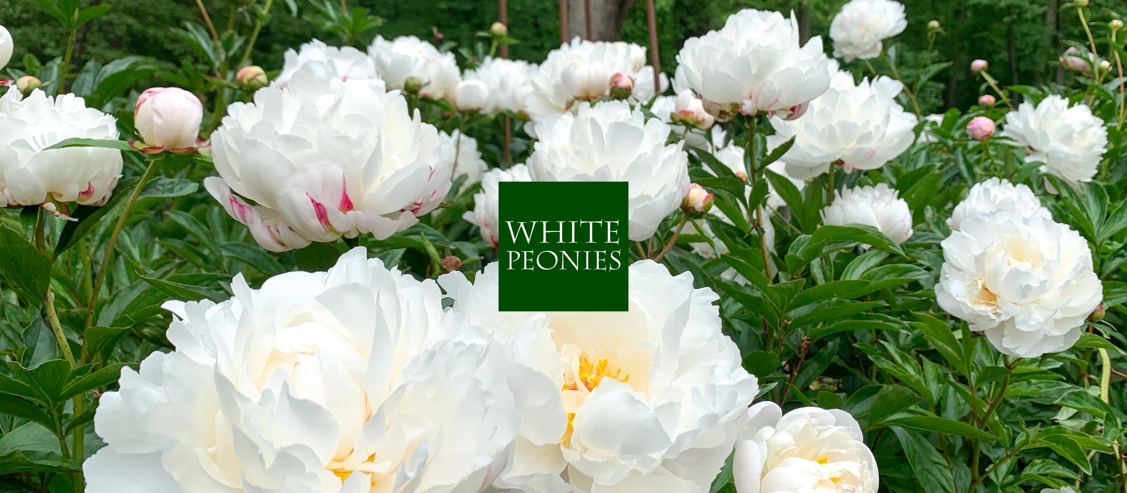 index_7_2_25_white_h2.jpg
